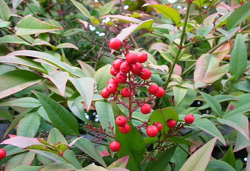 Nandina domestica / Nandina